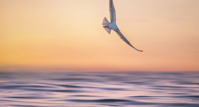 Möwe im Flug