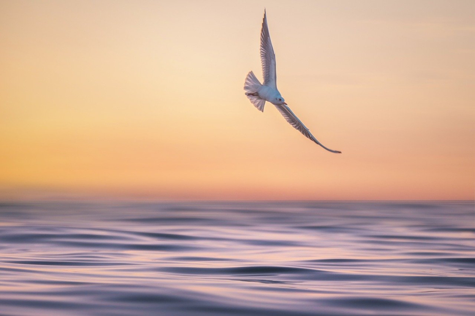 Mowe im Flug